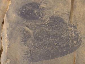 Phát hiện hóa thạch sứa 505 triệu năm tuổi tại Burgess Shale