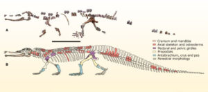 Khám phá loài Colossosuchus techniensis, bò sát cổ đại lưỡng cư