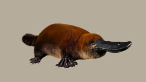 Phát hiện hóa thạch Patagorhynchus pascuali làm sáng tỏ nguồn gốc thú mỏ vịt