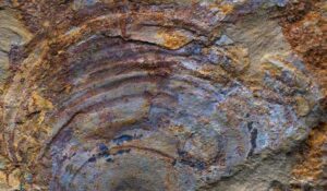 Phát hiện mới về hóa thạch 500 triệu năm được tiết lộ