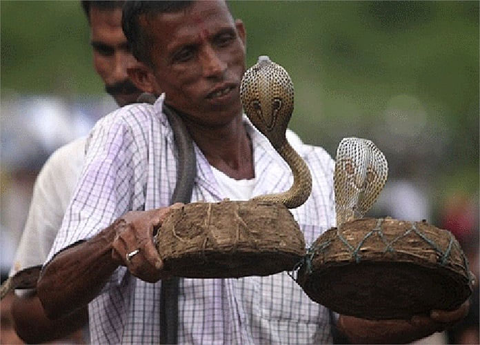 Bộ tộc Vadi và khả năng thôi miên rắn độc ở Ấn Độ