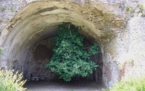 Cây vả kỳ lạ mọc ngược tại cổng vòm La Mã