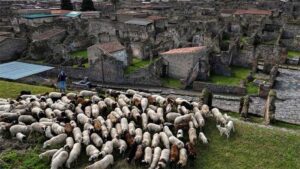 Cừu giúp bảo tồn di tích cổ tại Pompeii