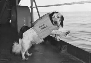 Chó trên thuyền: thành viên đặc biệt trong lịch sử hàng hải
