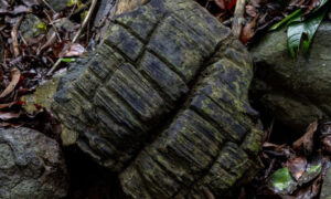 Rừng đước cổ đại khổng lồ được phát hiện tại Panama