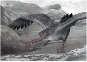 Khám phá hóa thạch hải âu khổng lồ tại Đảo Bắc New Zealand