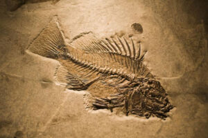 Hóa thạch cá trên dãy Himalaya và bí ẩn đằng sau