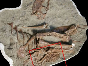 Khai quật hóa thạch Gorgosaurus cho thấy thói quen săn mồi