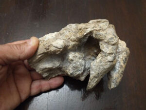 Phát hiện hóa thạch tê tê khủng long 200kg tại Argentina