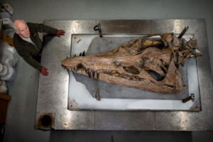 Hóa thạch hộp sọ Pliosaur khổng lồ được phát hiện ở Kimmeridge