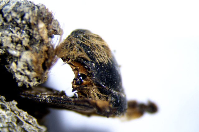 Khám phá hàng trăm kén ong xác ướp 2.975 năm tuổi tại Bồ Đào Nha