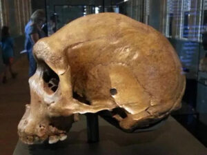 Hóa thạch hộp sọ người tiền sử và bí ẩn lỗ thủng