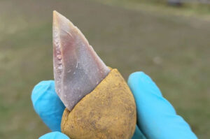 Phát hiện keo dán cổ đại trong công cụ đá tại Pháp