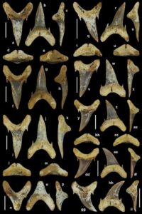 Phát hiện loài cá mập mới Palaeohypotodus bizzocoi