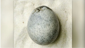Phát hiện quả trứng 1.700 năm tuổi qua quét ba chiều