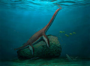 Phát hiện hóa thạch thằn lằn cổ rắn Franconiasaurus brevispinus