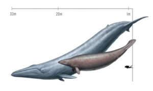 Perucetus: loài cá voi cổ đại không lớn nhất