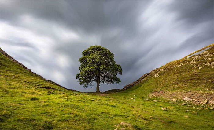 Cây sung dâu Sycamore Gap tái sinh sau sự kiện bị chặt trộm