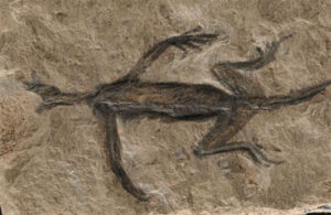 Phát hiện bất ngờ về hóa thạch Tridentinosaurus antiquus giả mạo