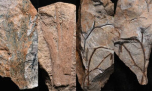 Phát hiện khu rừng hóa thạch cổ nhất từ kỷ Devon