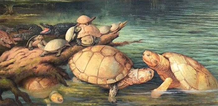Phát hiện hóa thạch rùa khổng lồ 57 triệu năm tuổi ở Colombia