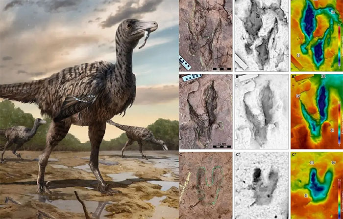 Phát hiện dấu chân khủng long mới ở Phúc Kiến